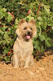 CAIRN TERRIER 032